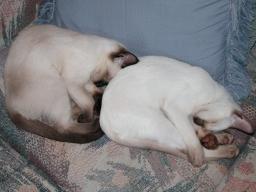 kittens
